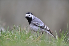 <p>KONIPAS BÍLÝ (Motacilla alba) Rychnov u Jbc.n.N. /White wagtail - Bachstelze/</p>